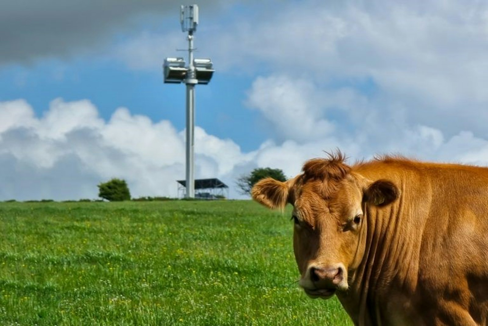 A cow on the meadow in front of a base tower.